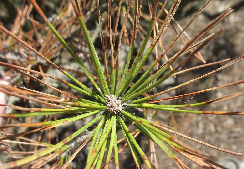 Dothistroma Blight of Pines